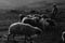 A young shepherd with his flock at sunrise. Qawawis, West Bank.