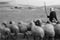 A shepherd with his flock near the village of Qawawis in the southern West Bank.